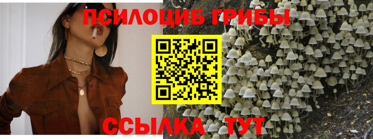 Псилоцибиновые грибы Psilocybe Серпухов